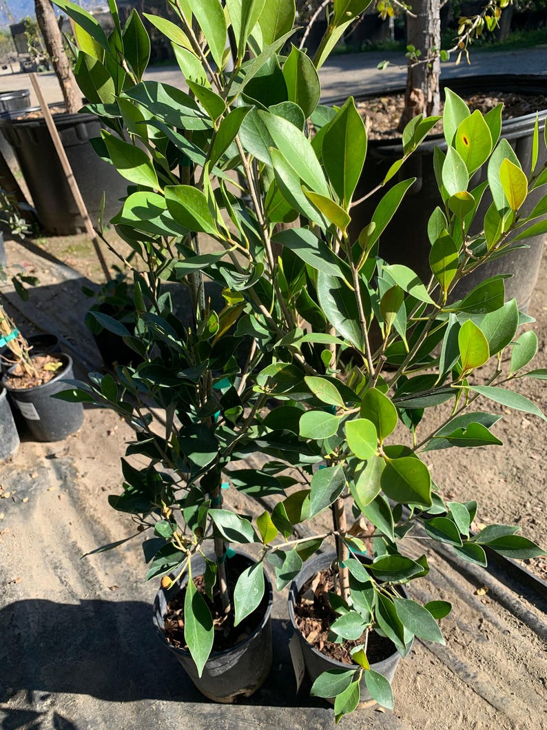Ficus Nitida Live Plant 2 Feet in 6" Pot, Indoor Tree, Ficus microcarpa, Tropical Houseplant, Air Purifying Plant