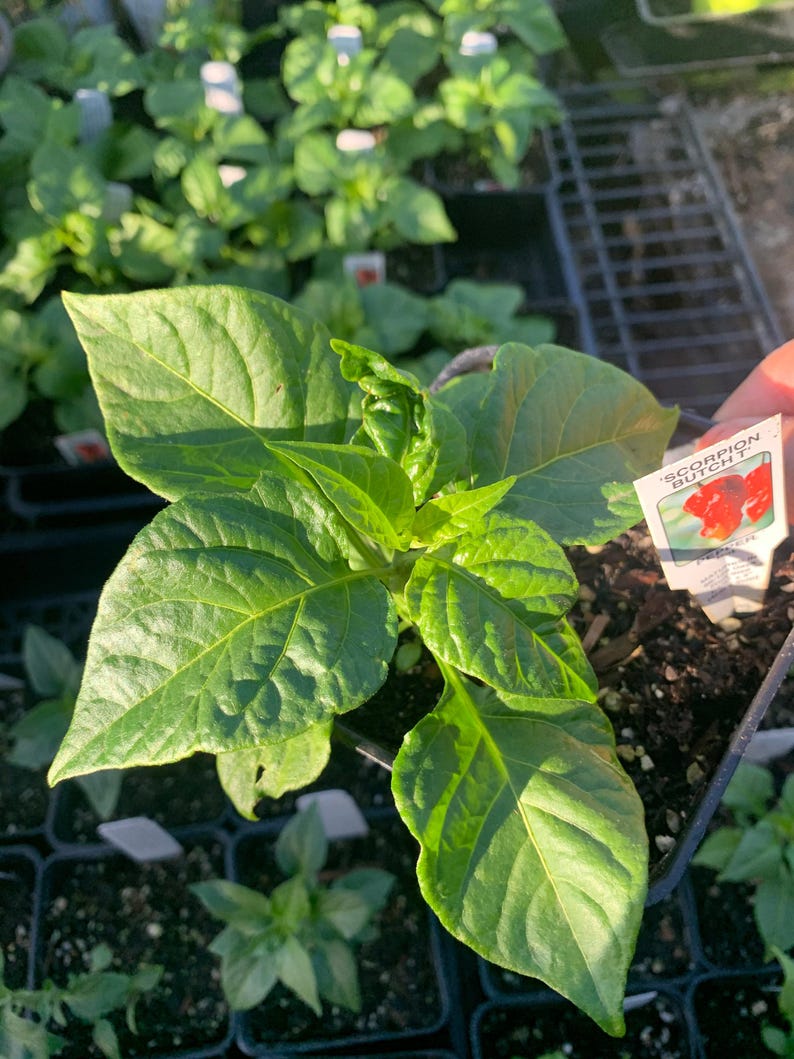 Scorpion Butch T Pepper Plant - 3” Pot - Capsicum chinense - Hot Pepper Variety for Culinary Use and Gardening