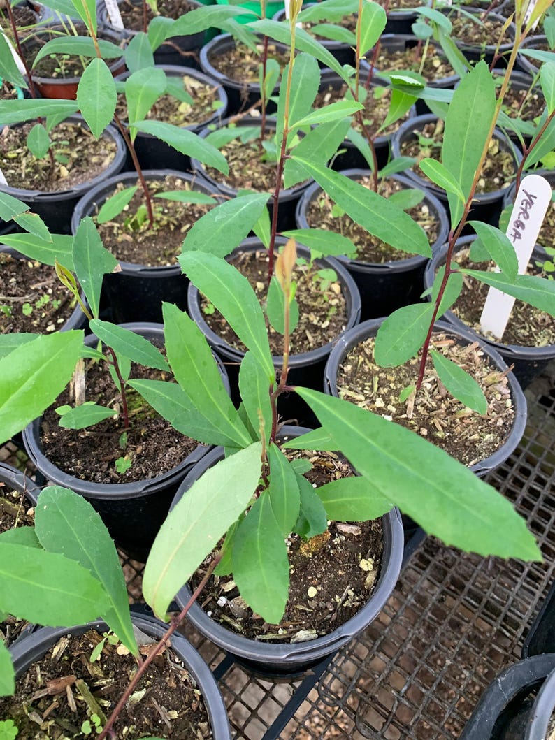 Yerba Mate Plant - 1ft Organic Herbal Tea Plant in 6" Pot - Ilex paraguariensis - Indoor/Outdoor Gardening