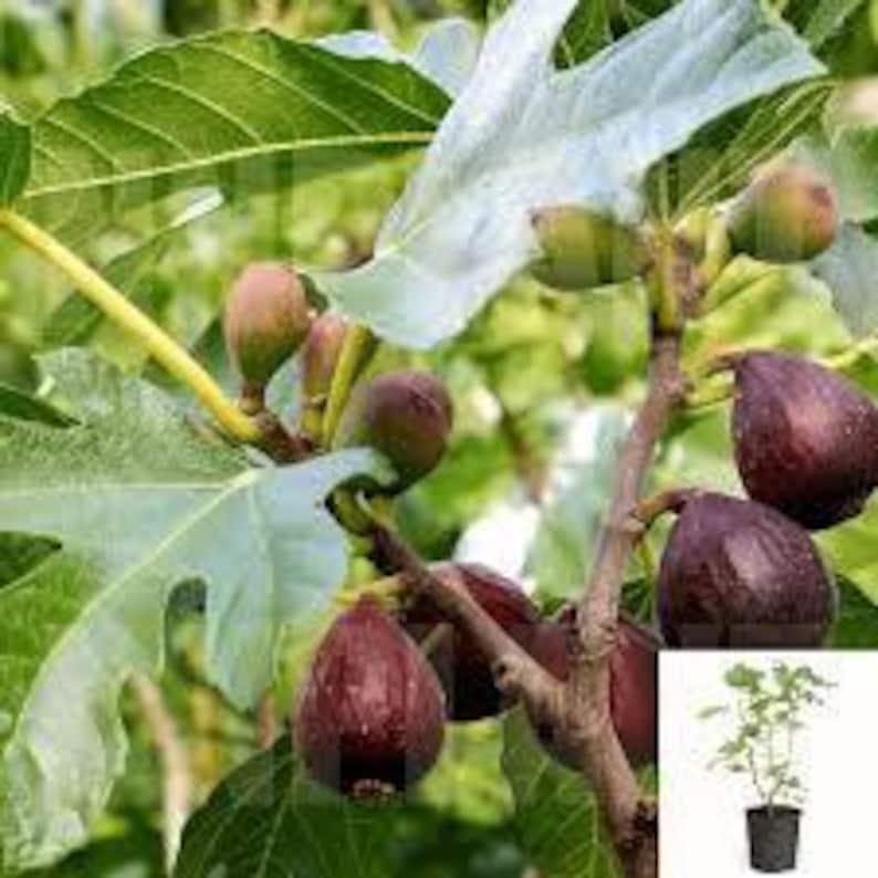 Violette de Bordeaux Fig Tree - 3 Gal Pot - Dwarf Purple-Black Fruit - Ficus carica 'Violette de Bordeaux'