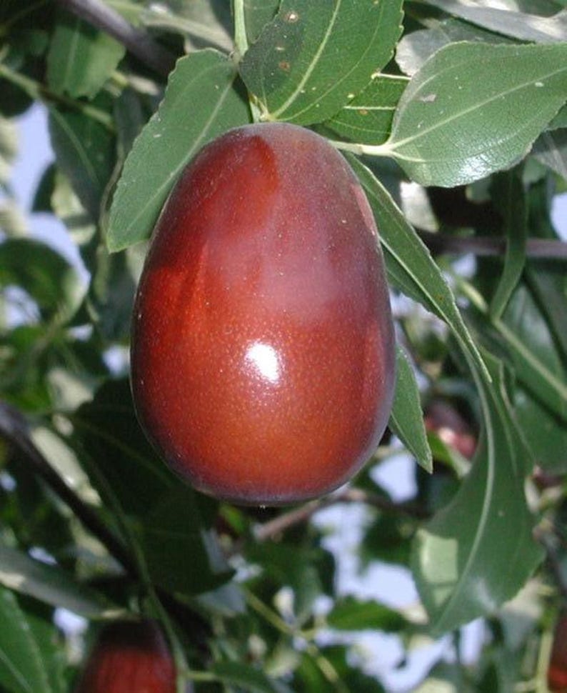Jujube Tree - 6" Pot - Lang Variety - Grafted - Ziziphus jujuba - Low Maintenance Home Garden Plant