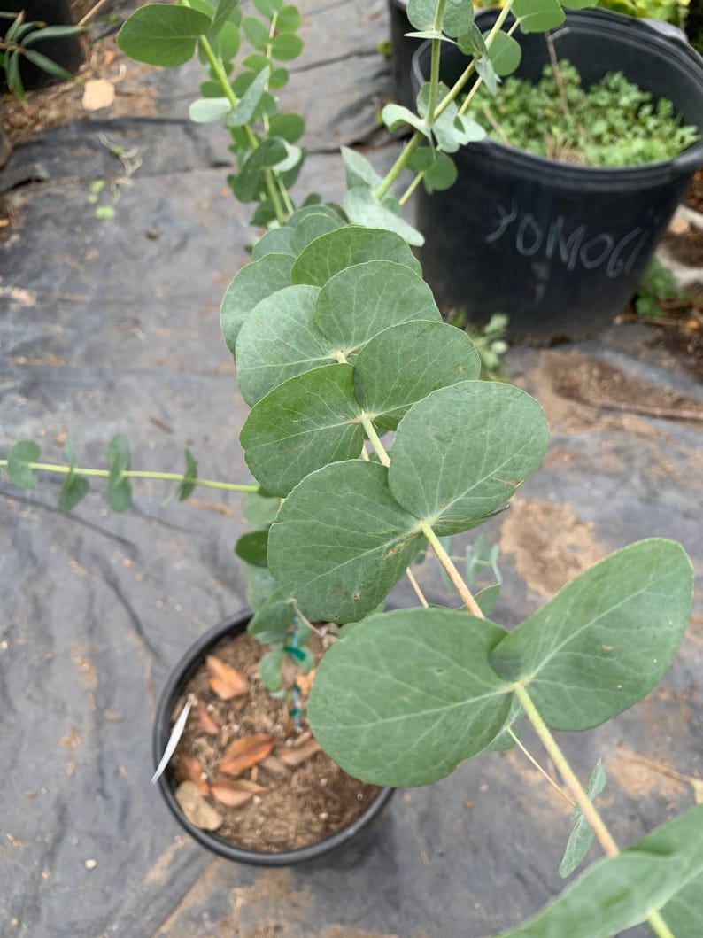 Eucalyptus Silver Dollar Starter Plant - 4" in 3" Pot - Eucalyptus cinerea - Ideal for Indoor/Outdoor Foliage Decor