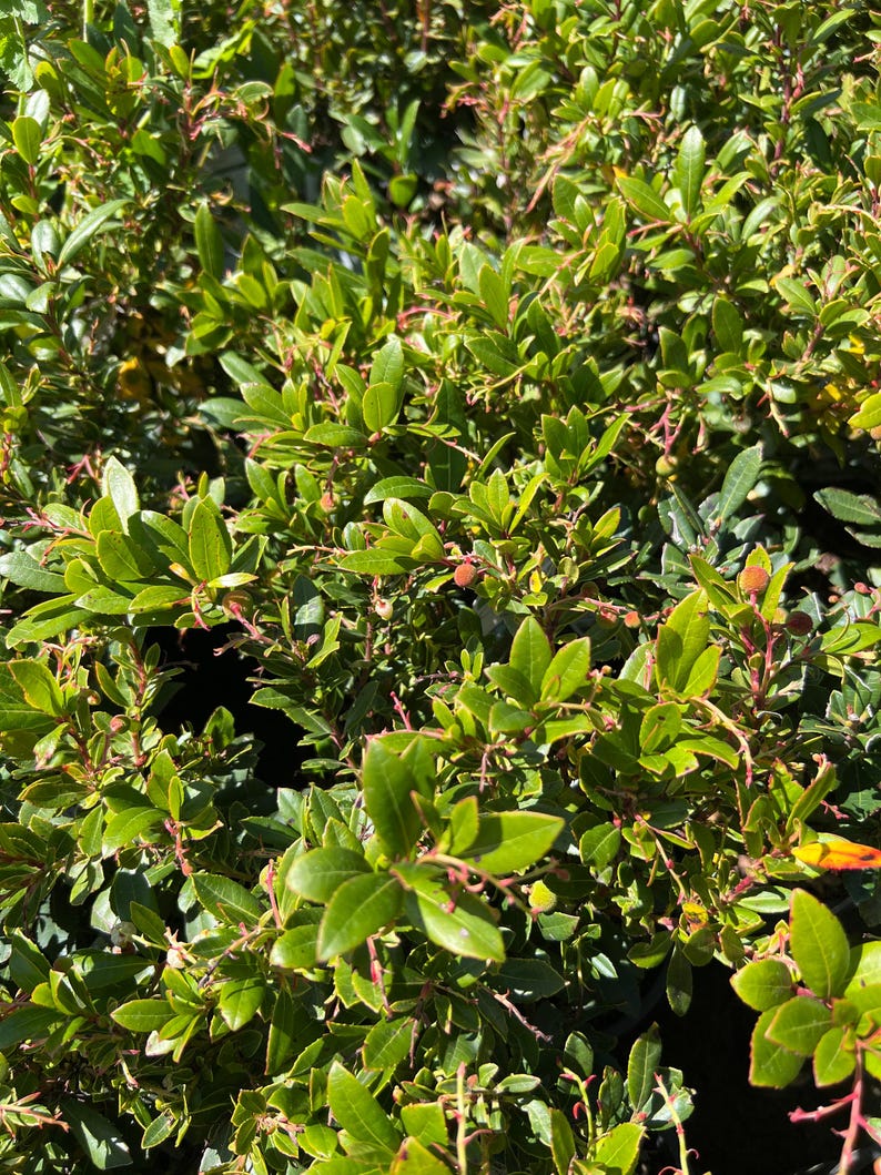 Dwarf Marina Strawberry Tree 1ft in 6" Pot - Evergreen Arbutus unedo for Small Gardens & Container Planting