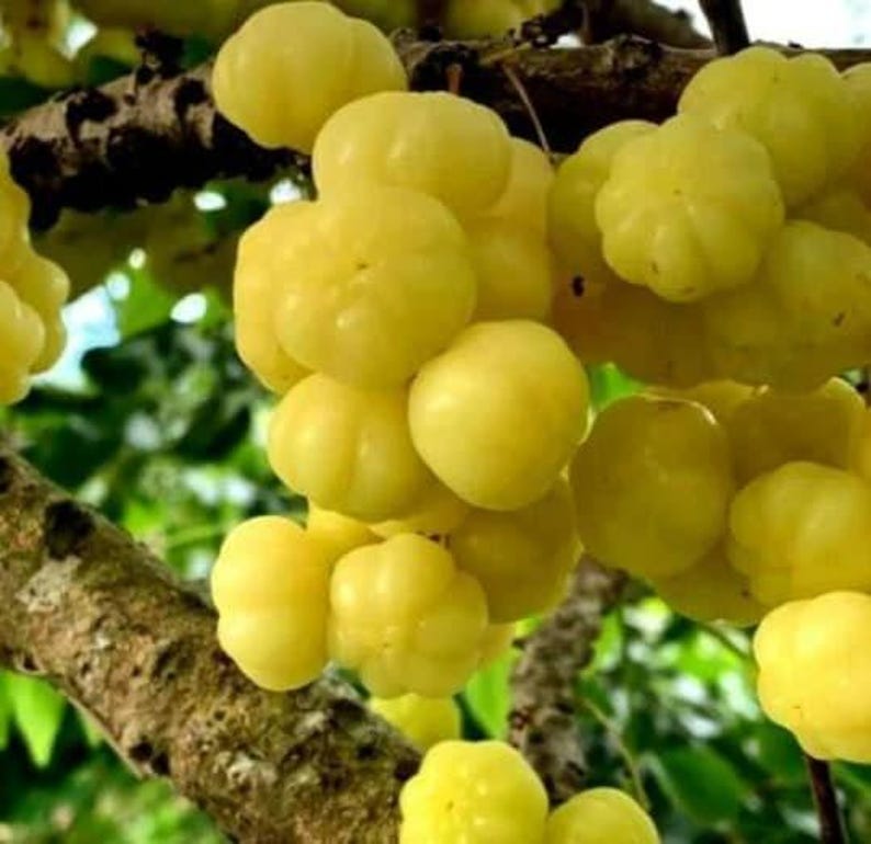 Tropical Gooseberry Plant - 3 Gal Pot - Chùm Ru?t - Amla Berry - Phyllanthus emblica - Ideal for Warm Climates