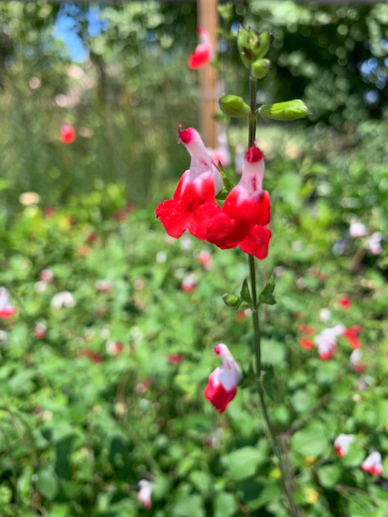 Salvia 'Hot Lips' Live Plant 6" Pot, Perennial Sage with Red-Tipped White Flowers, Salvia microphylla