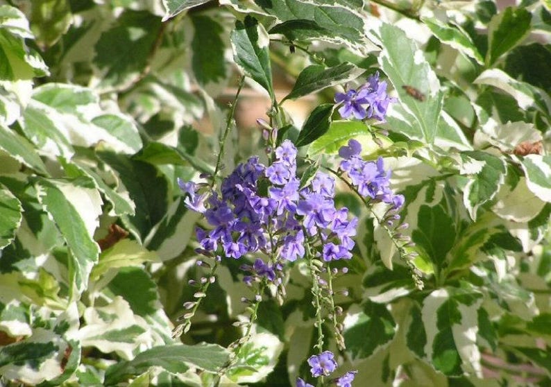 Duranta Repens Variegated Live Plant - 1 Gallon, Tropical Ornamental Foliage, Variegated Duranta in 6” Pot