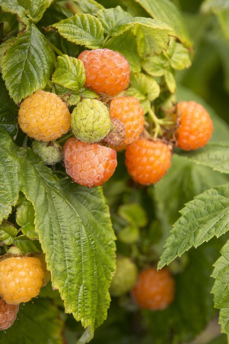 Fall Gold Raspberry Plant - 6" Pot - Rubus idaeus 'Fall Gold' - Self-Fertile with Sweet Yellow Berries for Fresh Eating & Preserves
