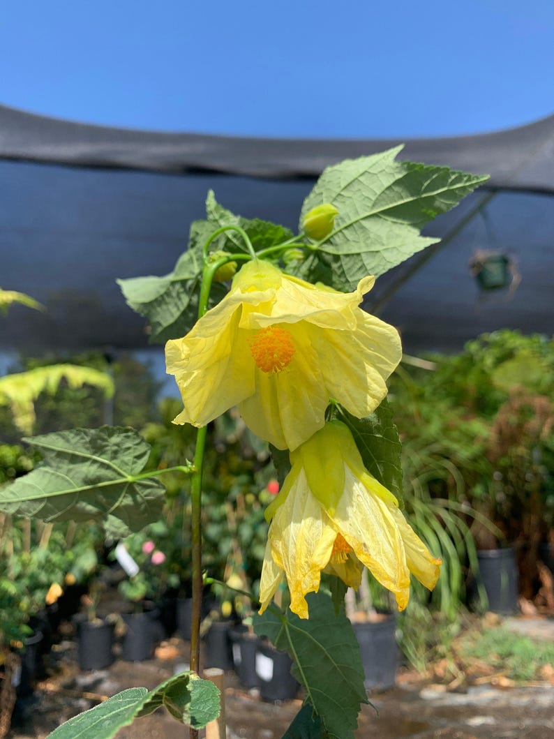 Abutilon Chiffon Live Plant 6” Pot - Flowering Maple Evergreen Shrub with Yellow Flowers - Abutilon hybridum