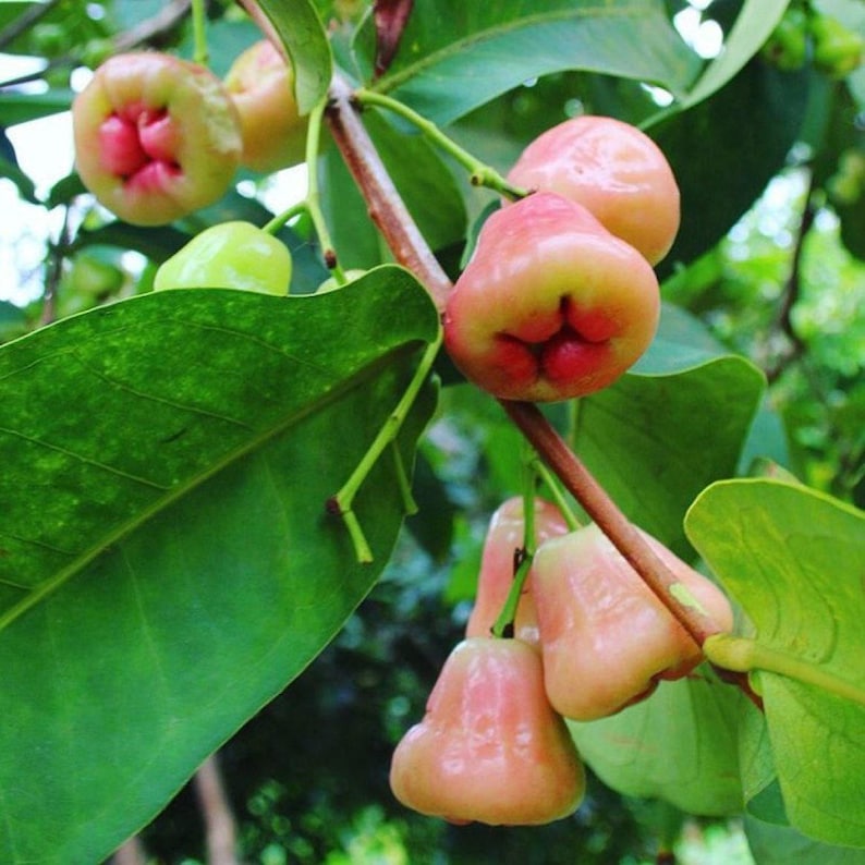 Wax Apple Plant - 3 Gallon Pot - Tropical Fruit Tree - Syzygium Javanicum - Edible Fruit - Garden Ready