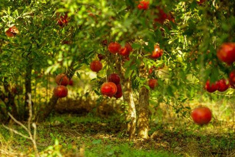 Wonderful Pomegranate Tree 3 Gal Pot Punica granatum Drought Tolerant Juicy Red Fruit Ornamental Garden Plant
