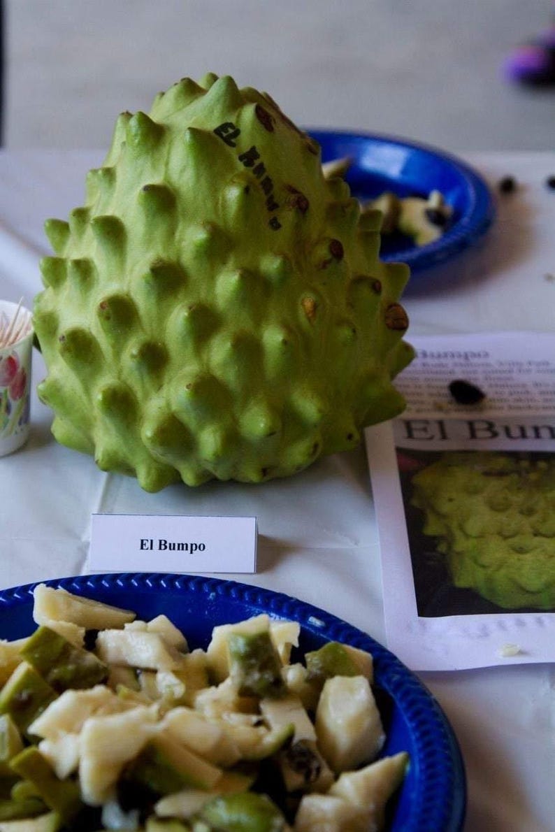 Cherimoya Tree 3 Gal Pot El Bumpo Variety Annona Cherimola Live Plant 1-2 Feet Tall Fresh Garden Fruit Tree