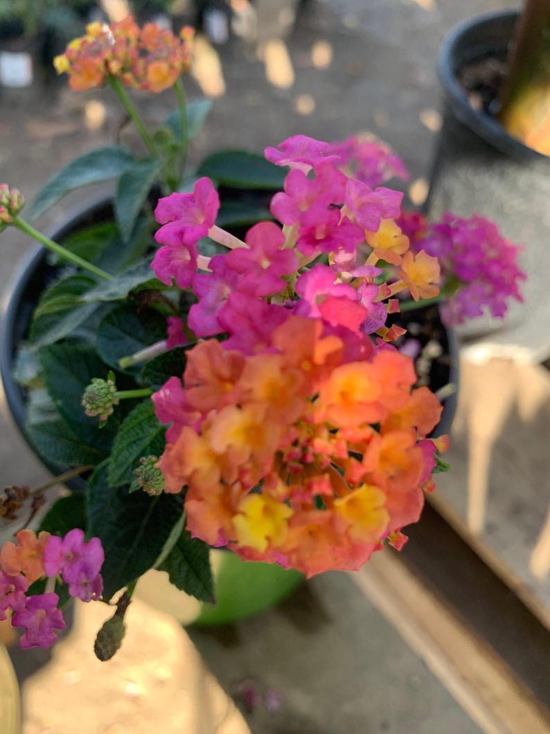 Lantana Plant 1 Gallon Pot Rose Variety Lantana camara - Vibrant Pink Yellow Blooms for Garden, Borders, Containers
