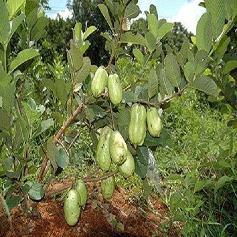 Thai Seedless Guava Plant - 3 Gallon Pot - Psidium guajava - Tropical Fruit - Easy to Grow