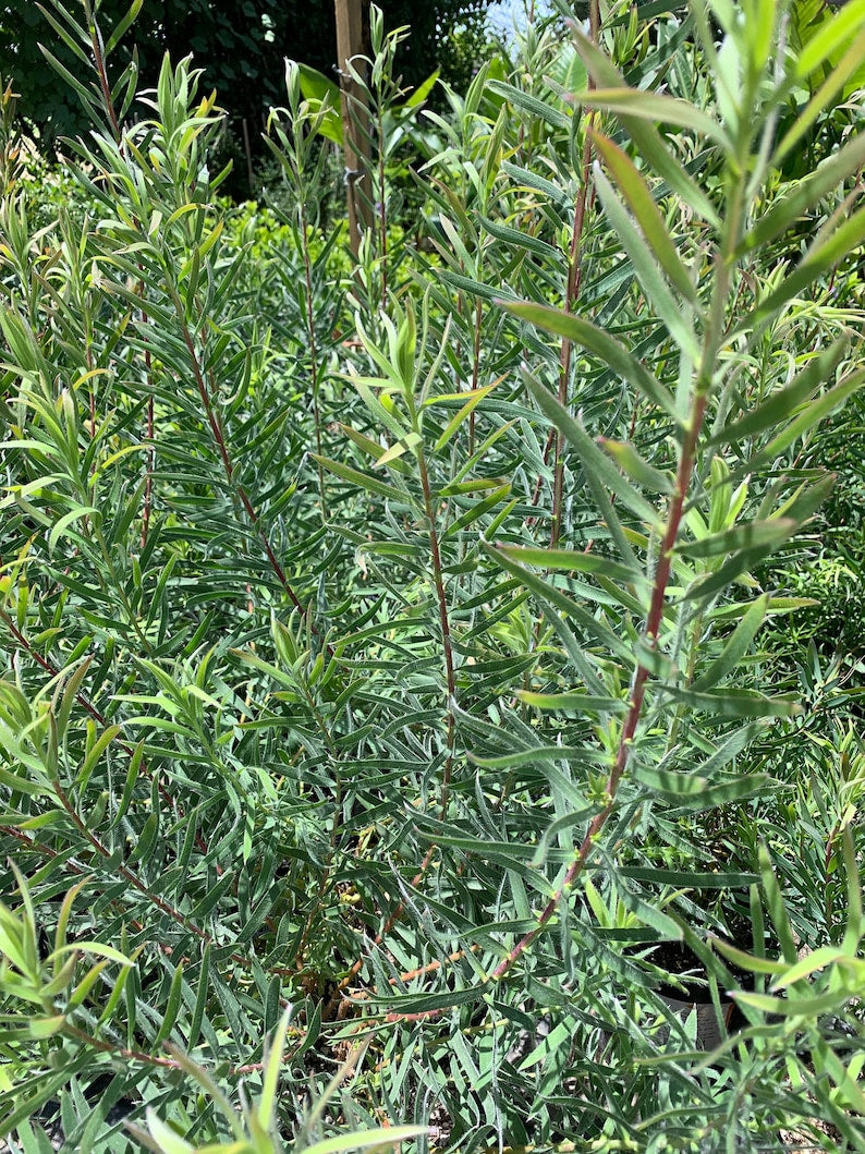 Leucadendron 'Little Red' Live Plant 6" Pot | Red/Cream Flowers | Leucadendron Salignum Hybrid | Evergreen Shrub
