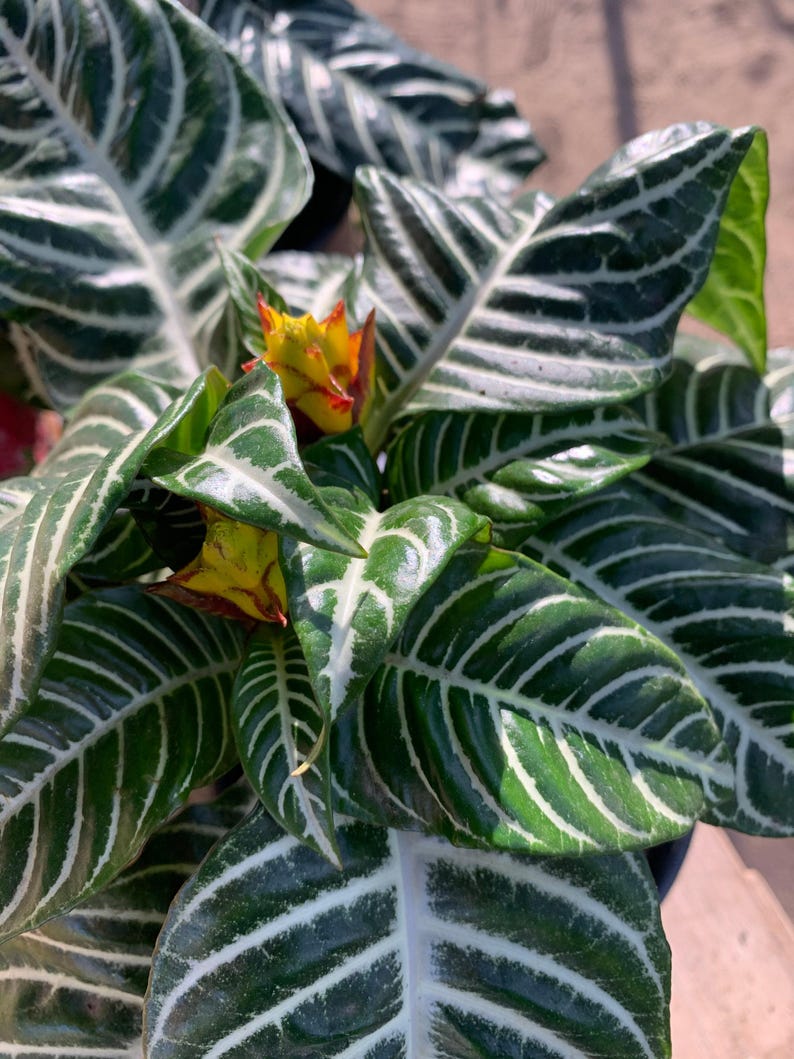 Zebra Plant 6" Pot - Aphelandra Squarrosa - Tropical Foliage Houseplant - Decorative Indoor Plant with Striped Leaves