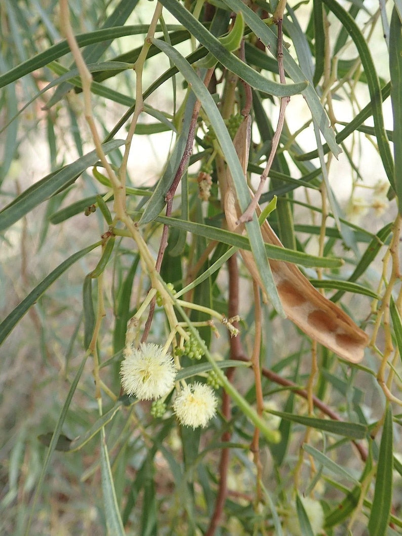 Willow Acacia Tree - 1 Gallon - Fast-Growing Thornless Variety - Acacia salicina - 6-Inch Pot