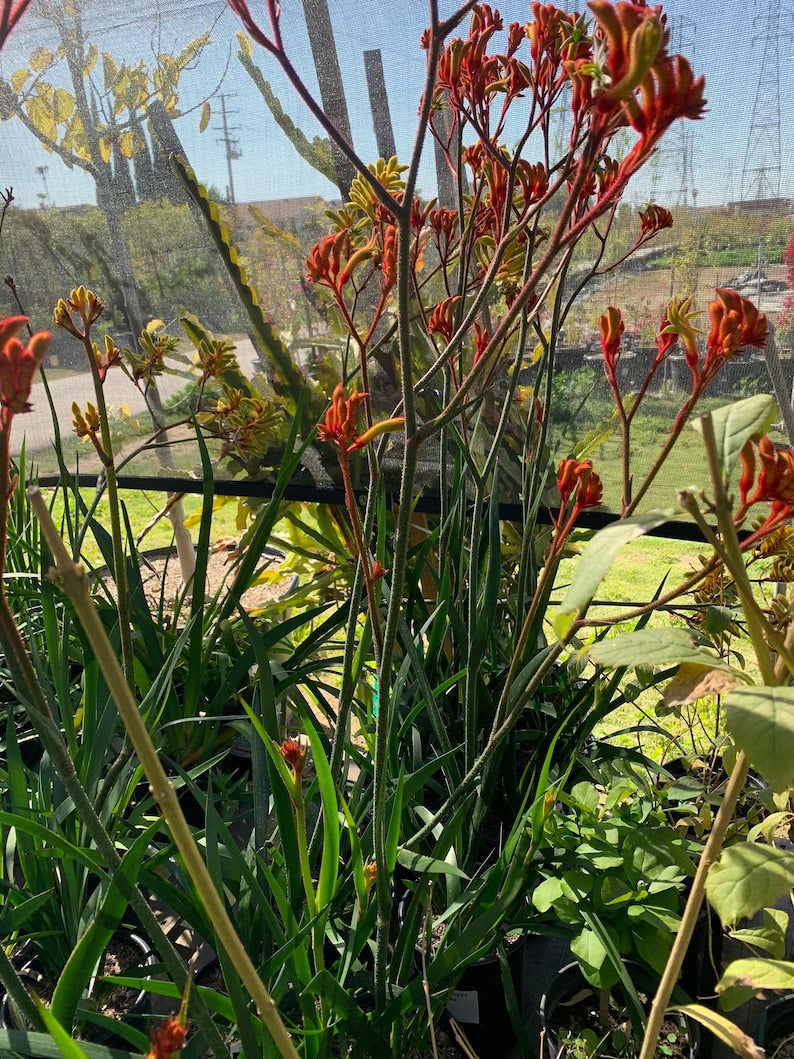 Anigozanthos Velvet Amber Live Plant in 1 Gallon Pot - Kangaroo Paw with Vibrant Orange Yellow Flowers - Anigozanthos hybrid