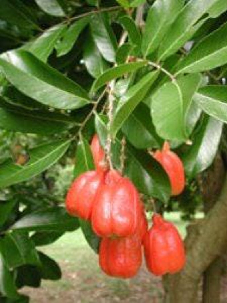 Akee Tree 3 Gallon Pot - Fast-Growing Evergreen Blighia sapida - Nutty Fruit, Poisonous Until Open