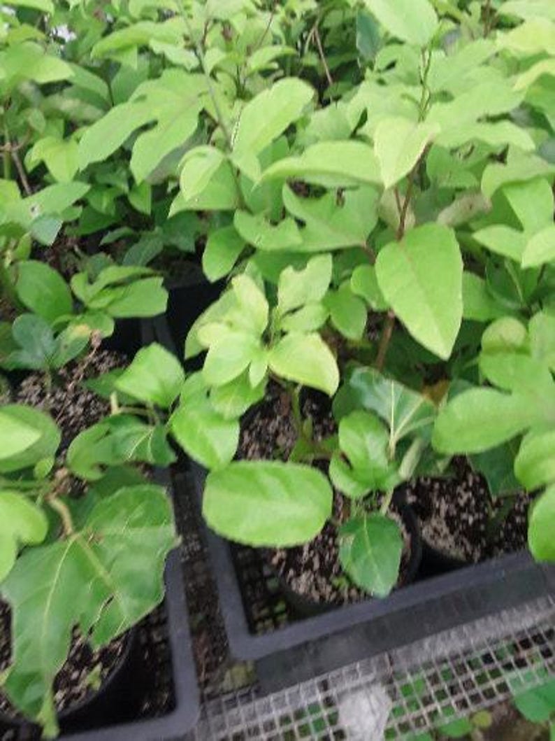 Yellow Passion Fruit Starter Plant - 4" Tall - Passiflora edulis f. flavicarpa - Grows in 3" Pot - Perfect for Gardens & Patios