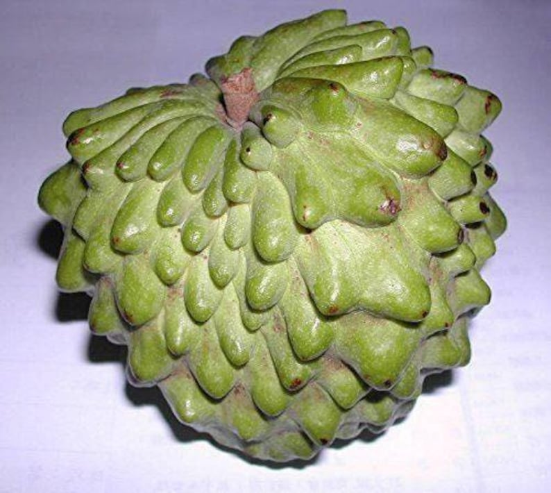 Atemoya Fruit Tree - 2 Feet Grafted Live Plant - Geffner Variety (Annona atemoya) in 6" Pot - Tropical Fruit Tree for Gardens