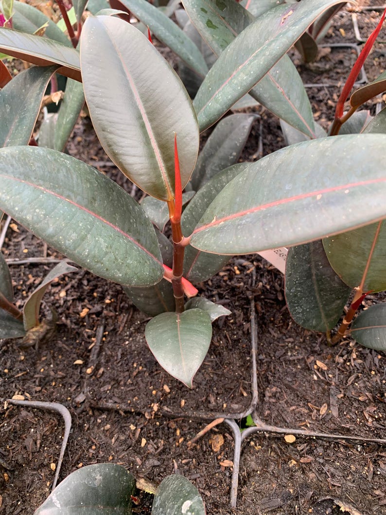 Ficus Elastica 'Burgundy' Starter Plant - 4" Pot - Rubber Plant - Easy Care Indoor Houseplant - Air-Purifying Foliage