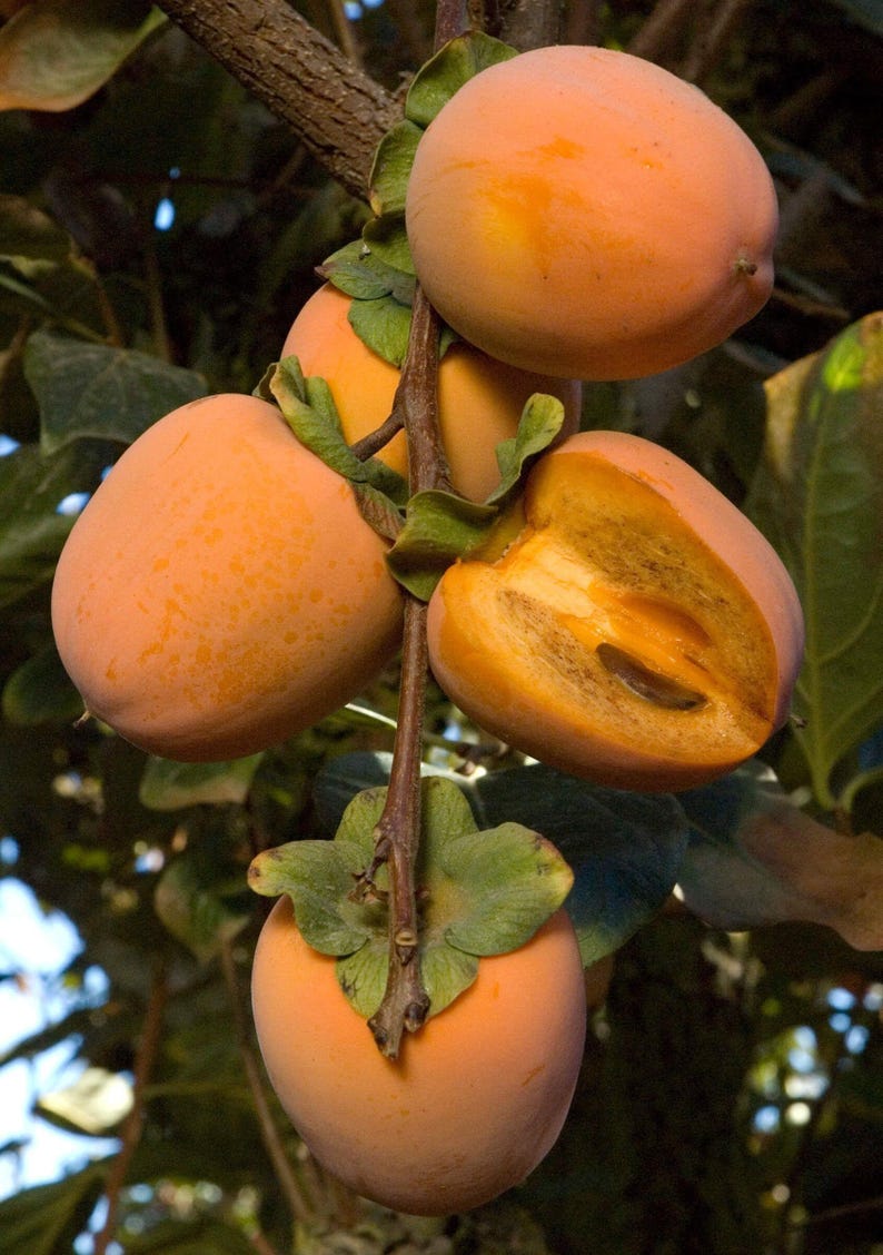 Chocolate Persimmon Tree - Grafted 2-3 Feet - Diospyros digyna - Sweet Red Skin, Firm Brown Flesh - Easy Care Fruit Tree