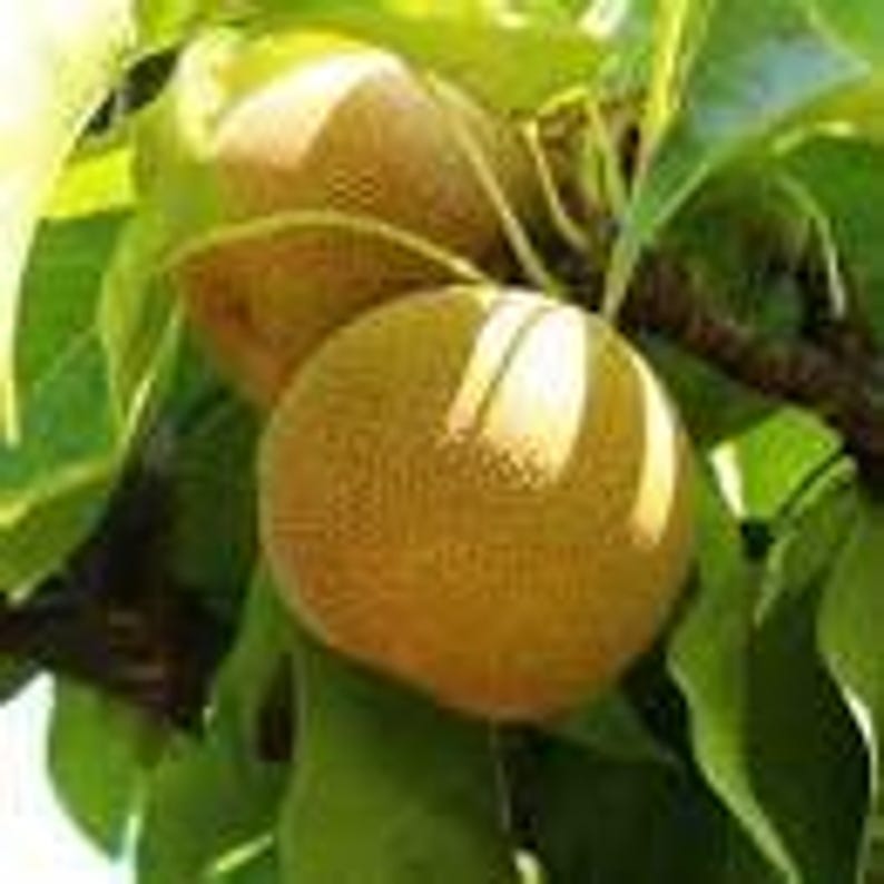Shinseiki Asian Pear Tree - 3 Gallon Pot - Crisp Yellow Fruit - Pyrus pyrifolia - Ideal for Fresh Eating and Culinary Uses