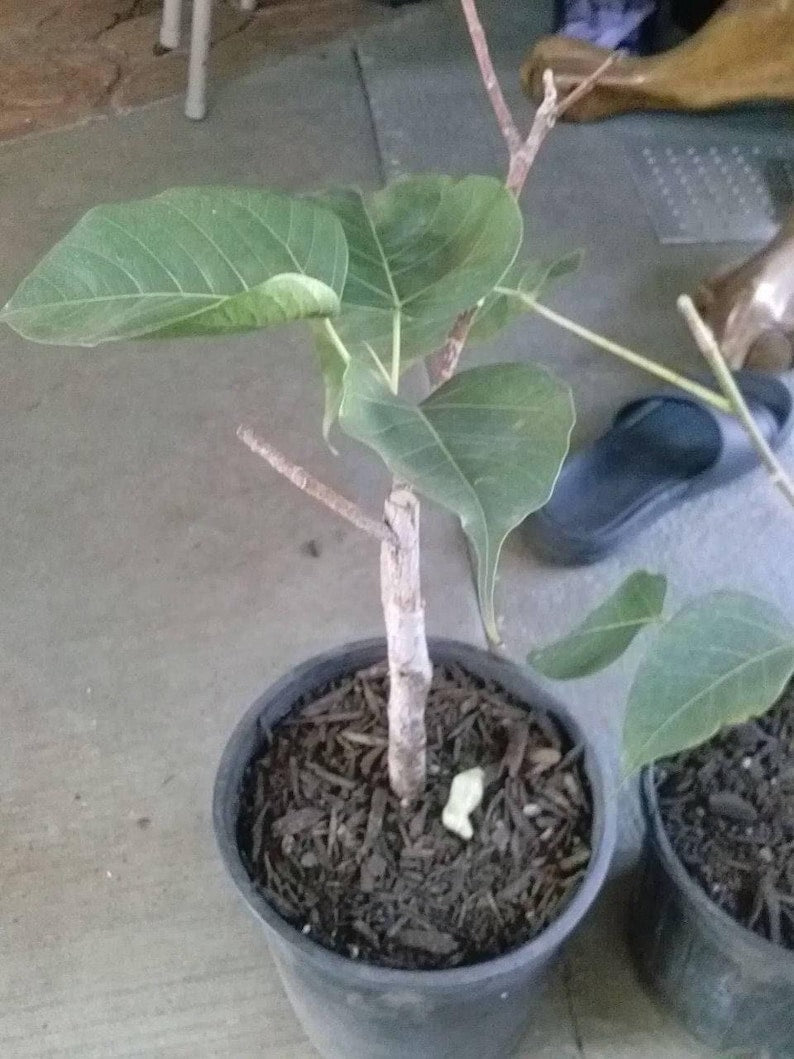 Bodhi Plant Ficus Religiosa - 1 Foot Live Sacred Fig Tree in 6" Pot - Rare Bonsai for Home Decor and Spiritual Growth