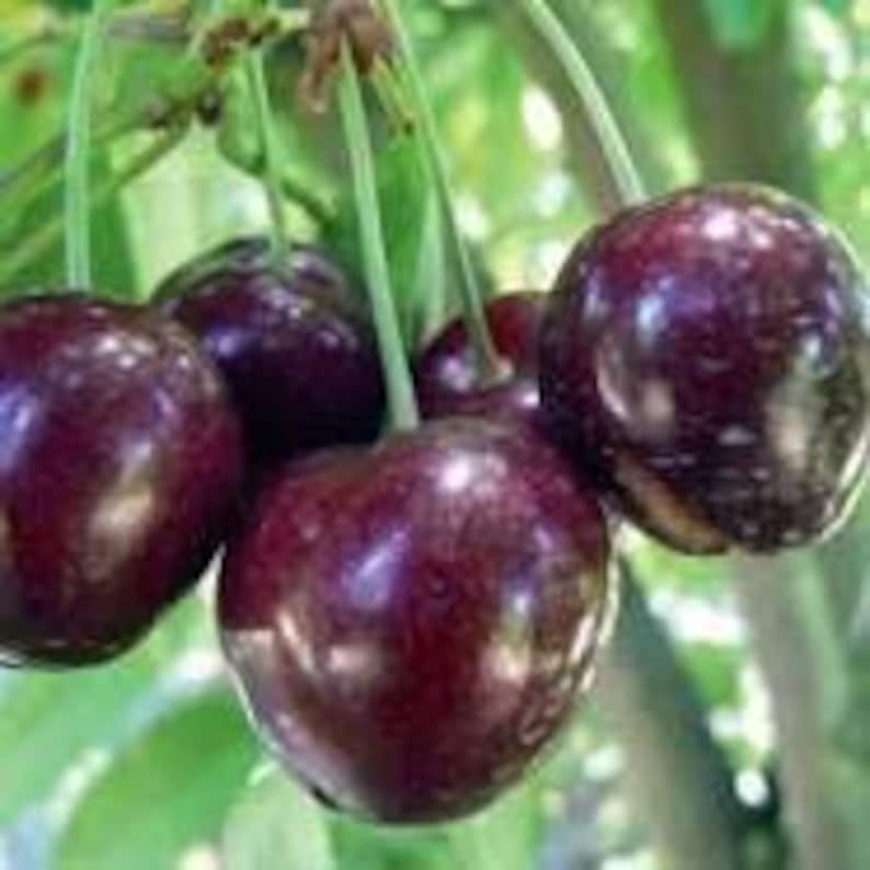Cherry Tree 2ft Pot 'Stella' Self-Fertile Sweet Cherry Prunus avium Ideal for Small Gardens Juicy Red Fruit