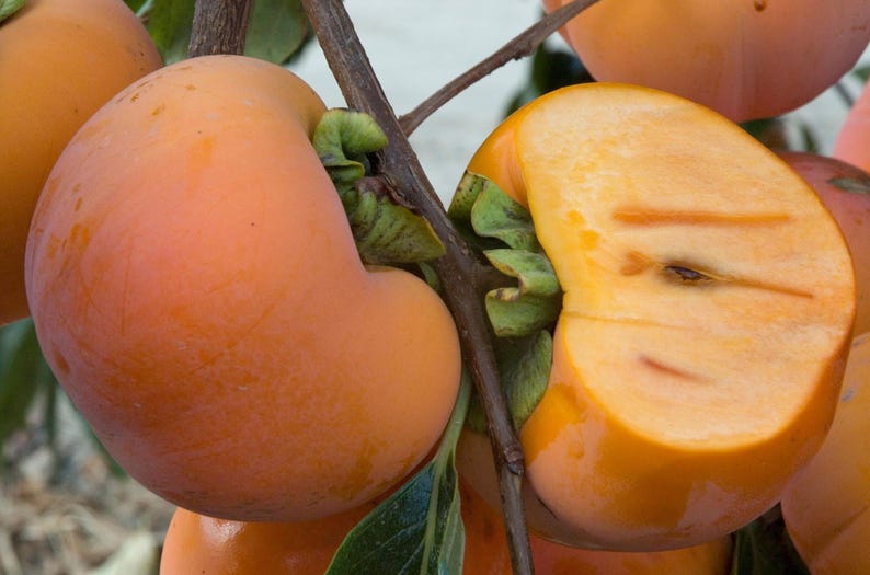 Giant Fuyu Persimmon Tree - 2 Feet Grafted - Sweet Non-Astringent Fruit - Diospyros kaki - 3 Gallon Pot