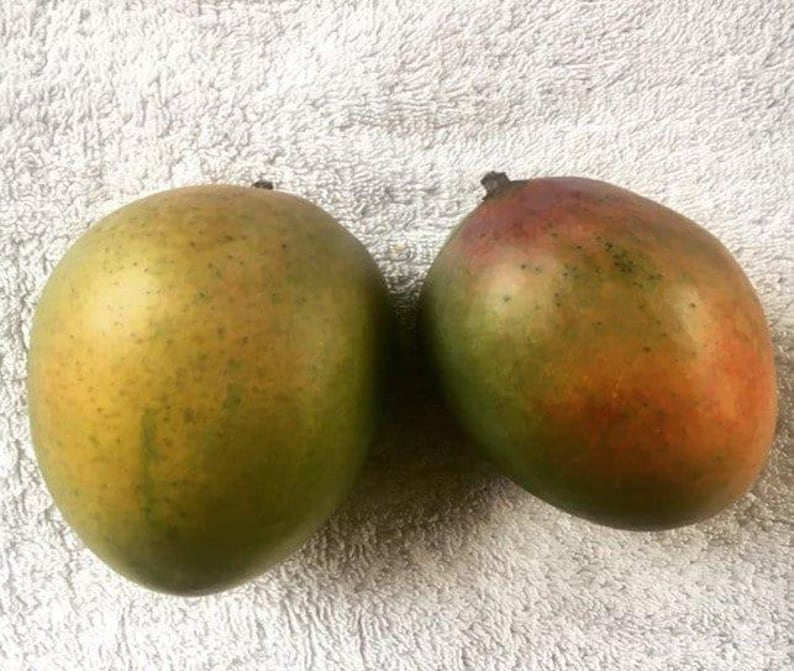 Grafted Sugar Loaf Mango Tree - 1ft Live Plant in 6" Pot - Sweet Aromatic Fruits - Mangifera indica