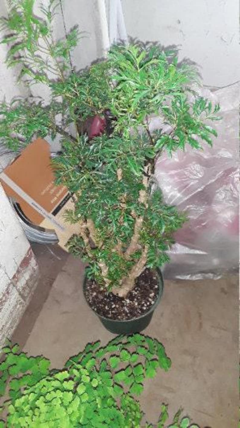 Ming Aralia Plant - 1 Foot - Live Subtropical Bonsai in 6" Pot - Polyscias fruticosa - Ideal for Indoor/Outdoor Use