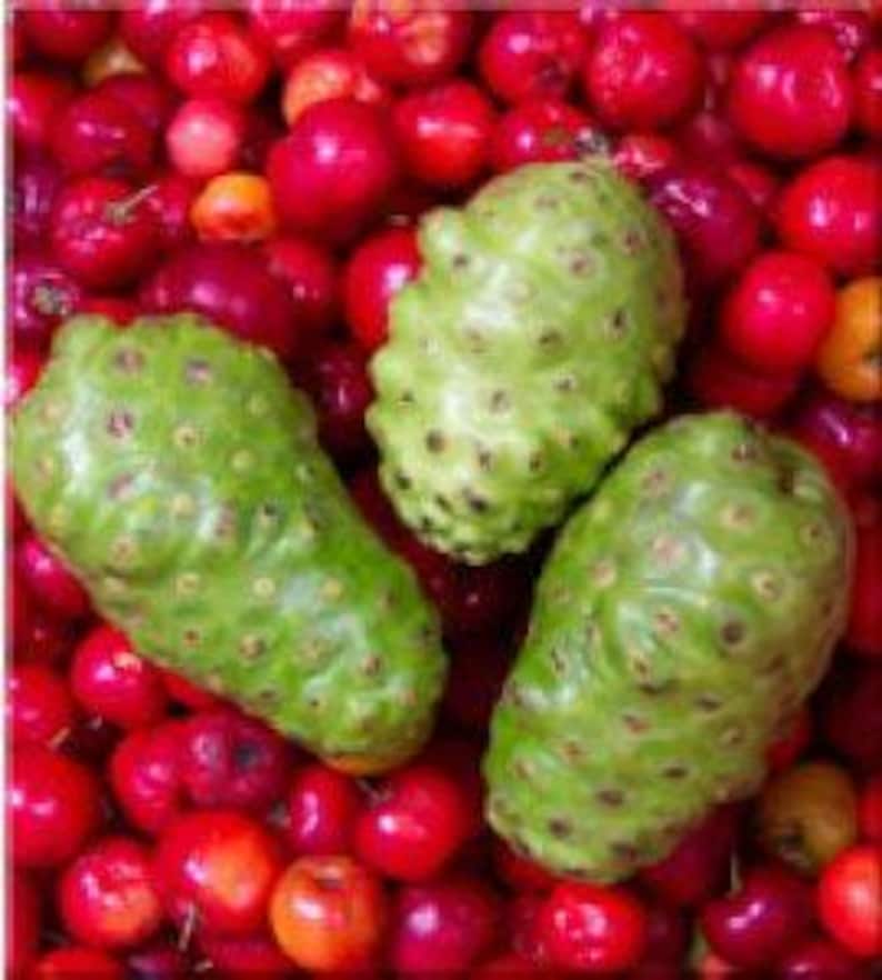 Noni Plant 3 Gallon Pot - Morinda citrifolia - Tropical Fruit Tree for Health Benefits - Lush Green Foliage