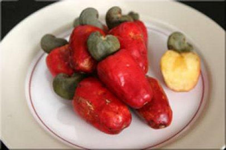 Cashew Tree 3 Gal Pot - Anacardium occidentale - Fast Growing Nut & Fruit Plant with Sweet Apple Taste