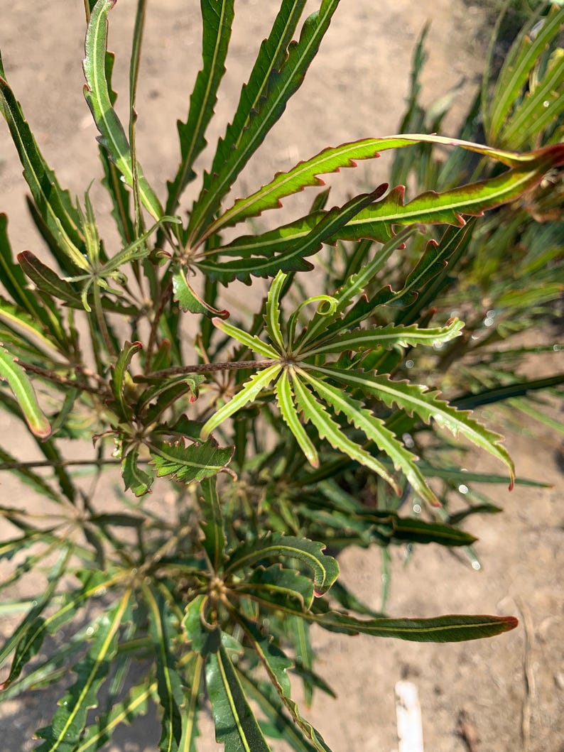 False Aralia Plant 4" Pot - Aralia elegantissima - Long Narrow Dark Green Foliage - Low Maintenance Indoor Houseplant