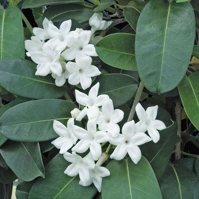 Madagascar Jasmine Plant 3 Gallon Fragrant Climbing Vine Stephanotis floribunda - Perfect for Garden and Home Decor