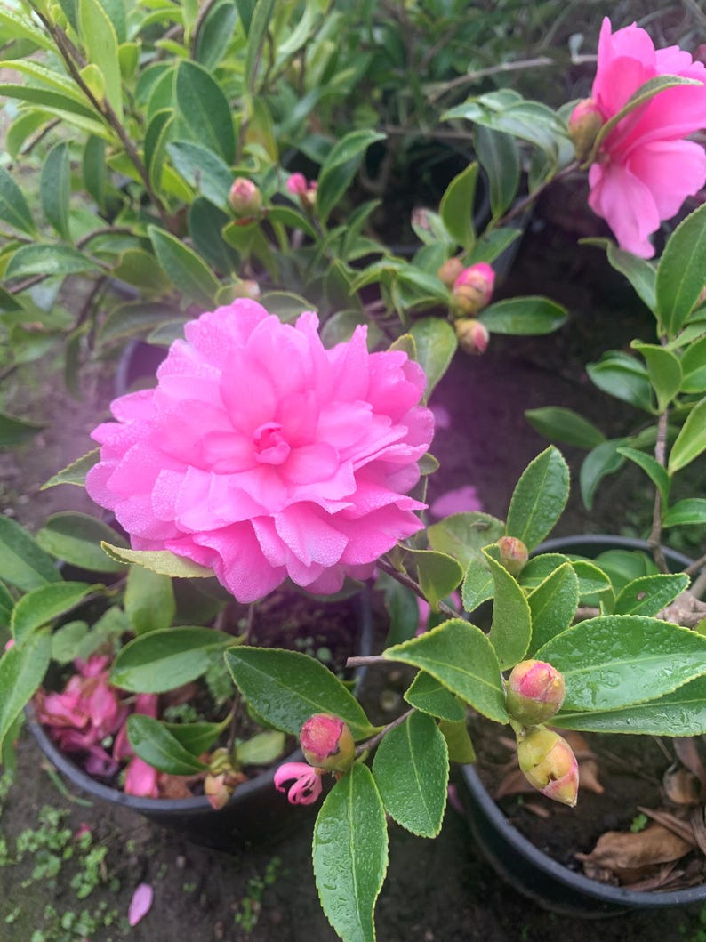 Camellia sasanqua 'Chansonette' Live Plant in 6” Pot - Flowering Evergreen Shrub - Fragrant Fall Blooms - Low Maintenance