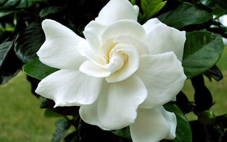 Gardenia Plant 1-Gallon Pot August Beauty Fragrant Flowers Gardenia jasminoides 1-2 Feet Tall Evergreen Shrub