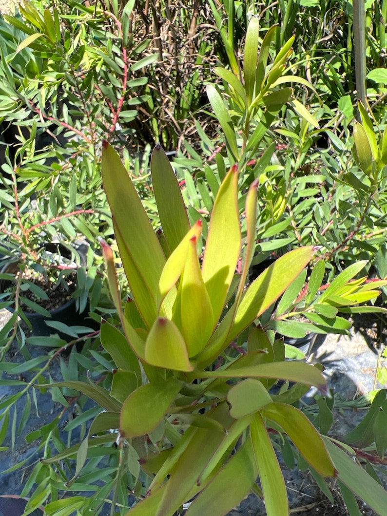 Leucadendron Rising Sun Plant 1ft in 6” Pot, Compact Evergreen Shrub with Red Bracts, Leucadendron salignum