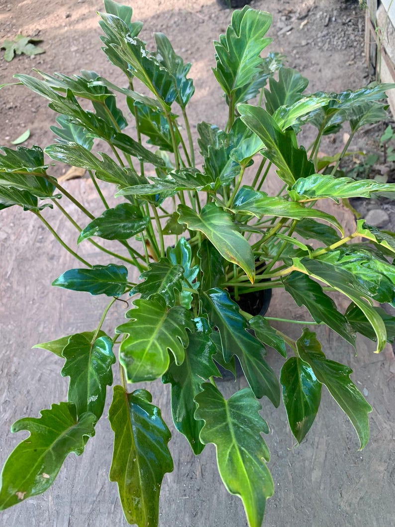 Philodendron 'Xanadu' Live Plant 6" Pot - Tropical Houseplant, Low Light, Easy Care, Philodendron bipinnatifidum