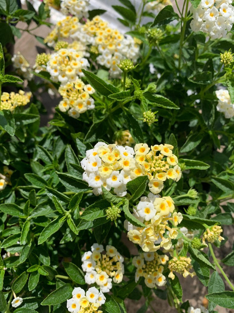Lantana Plant 1 Gallon Pot Light Yellow Flowers Full Sun Tolerant Lantana camara