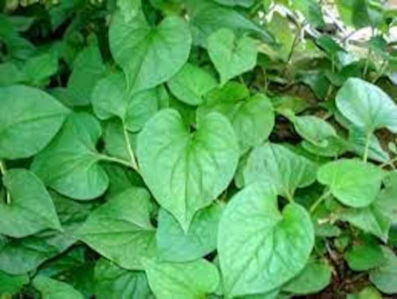 Fish Mint Plant - 1 Live Herb in 6" Pot - Di?p Cá - Houttuynia Cordata - Culinary & Ornamental Herb for Garden or Kitchen