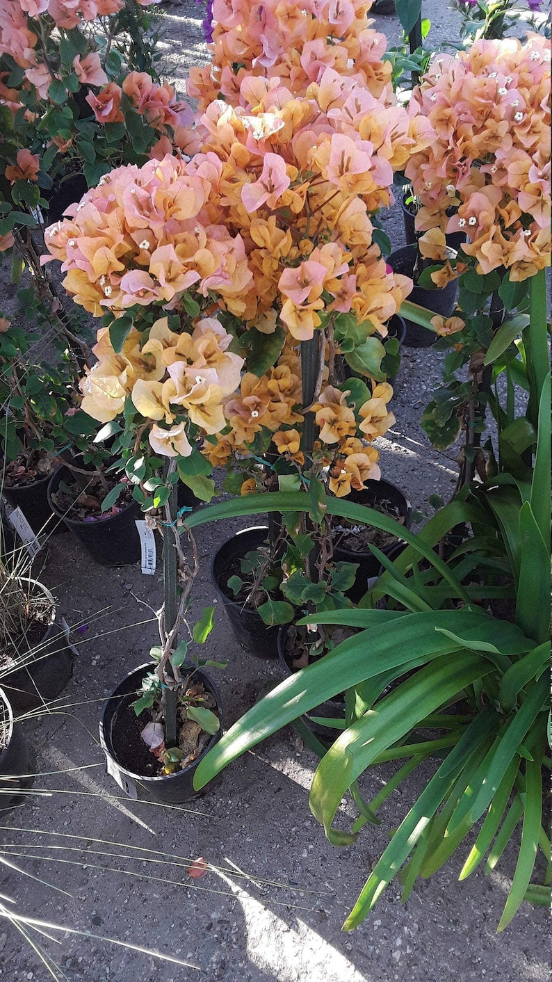 Bougainvillea Plant 6" Pot Orange 'Fire Opal' Free-Flowering Vine Bougainvillea hybrid for Hanging Baskets
