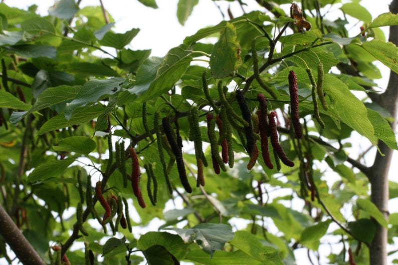 Pakistan Mulberry Tree Live Plant - Black Mulberries - Morus nigra - 3 Gallon Pot - Thrives in Poor Soils - Fresh from Garden
