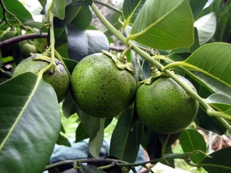 Black Sapote Plant - 2 to 3 Feet - Diospyros nigra - Grafted Tropical Fruit Tree - Chocolate Pudding Fruit in 3 Gallon Pot
