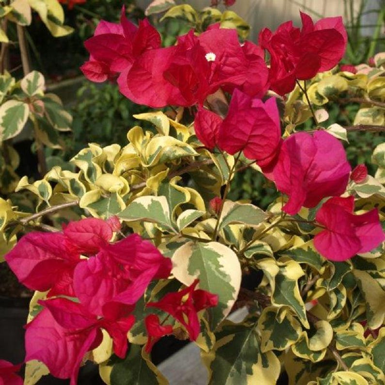 Raspberry Ice Bougainvillea - 6" Pot - Colorful Groundcover - Bougainvillea glabra - Hardy Evergreen for Sunny Spaces