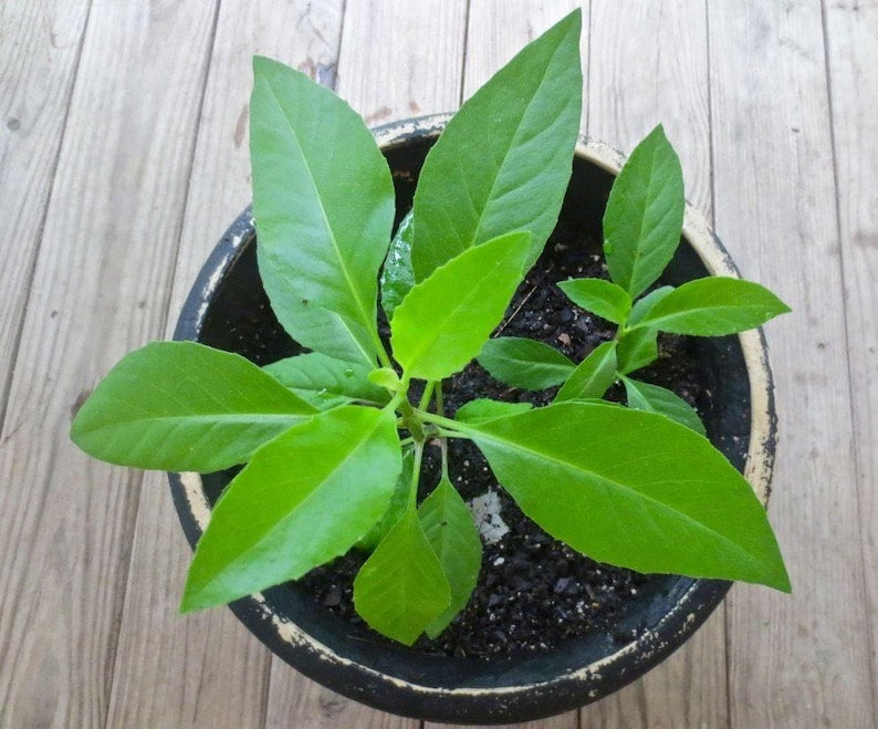 Longevity Spinach Plant - 3" Pot - Gynura Procumbens - Fresh Sabuñgai - Easy Care Live Plant with Strong Roots for Home Garden