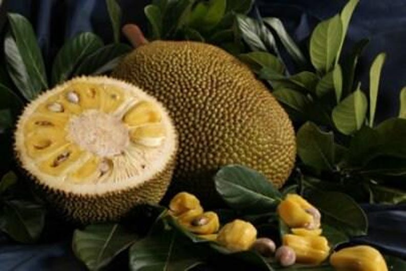 Jakfruit Tree - 2 to 3 Feet - Artocarpus heterophyllus - Tropical Fruit Tree in 3 Gallon Pot for Home Garden