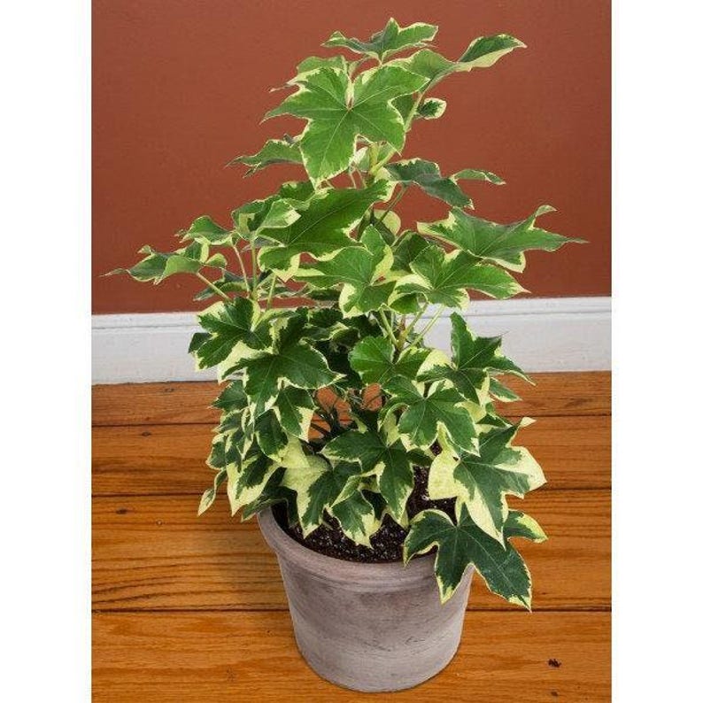 Variegated Tree Ivy Plant - 1 Feet in 6" Pot - X Fatshedera lizei variegata - Low Light Indoor Houseplant Decor