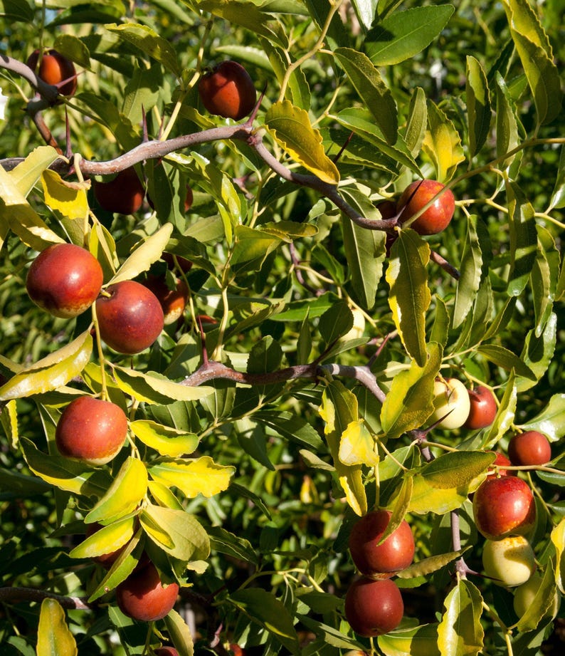 Contorted Jujube Tree 3Gal Pot - Edible Fruit, Ornamental Twisted Branches - Ziziphus jujuba - Hardy & Drought-Resistant